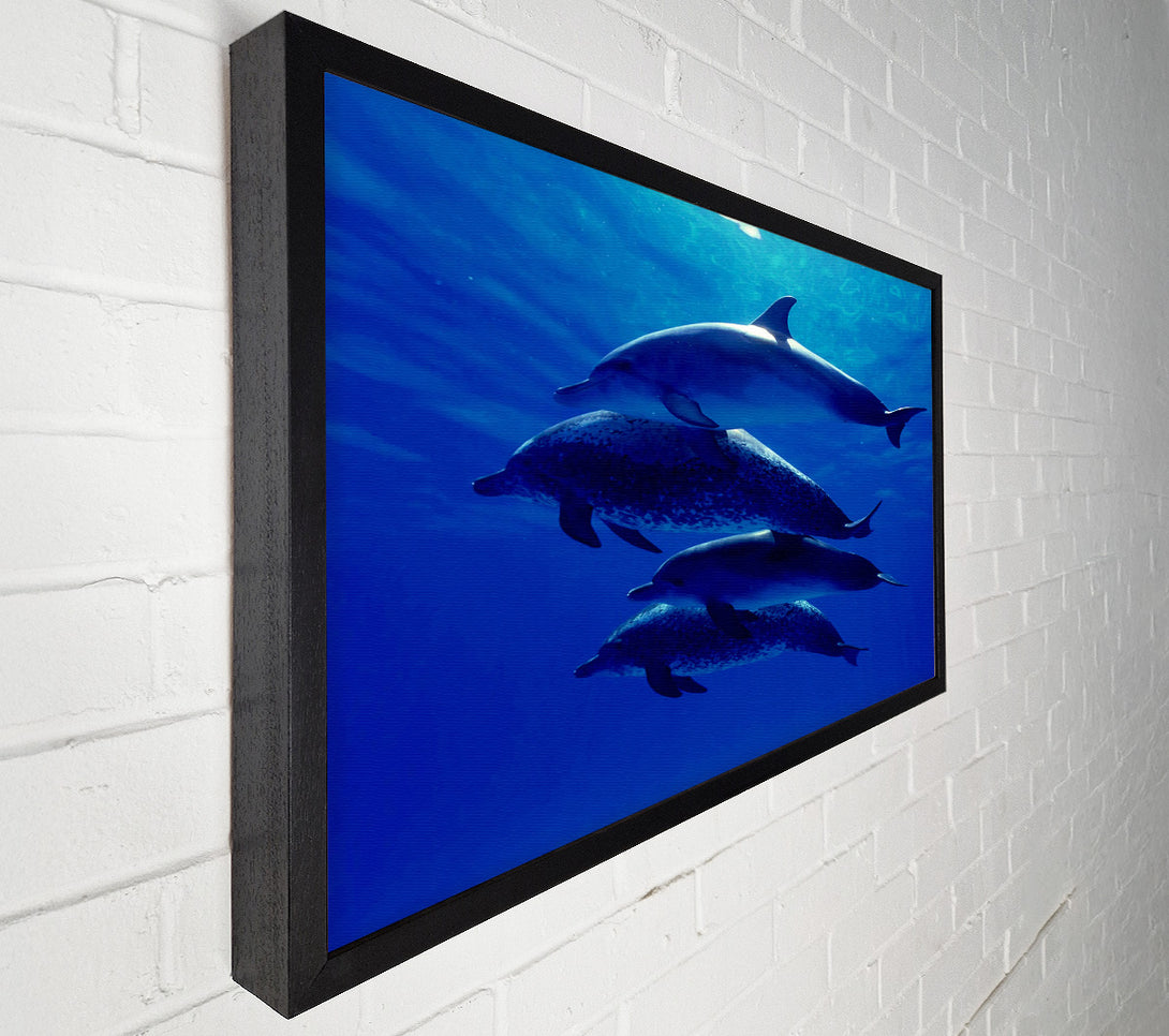  A Canvas Print of Dolphin Family Canvas Art