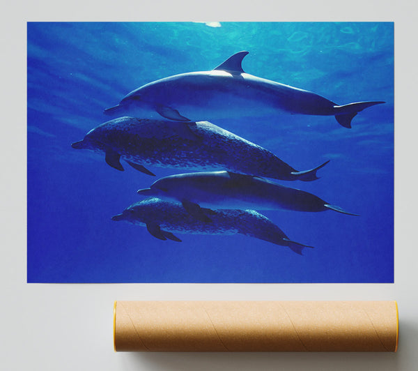 Dolphin Family Poster