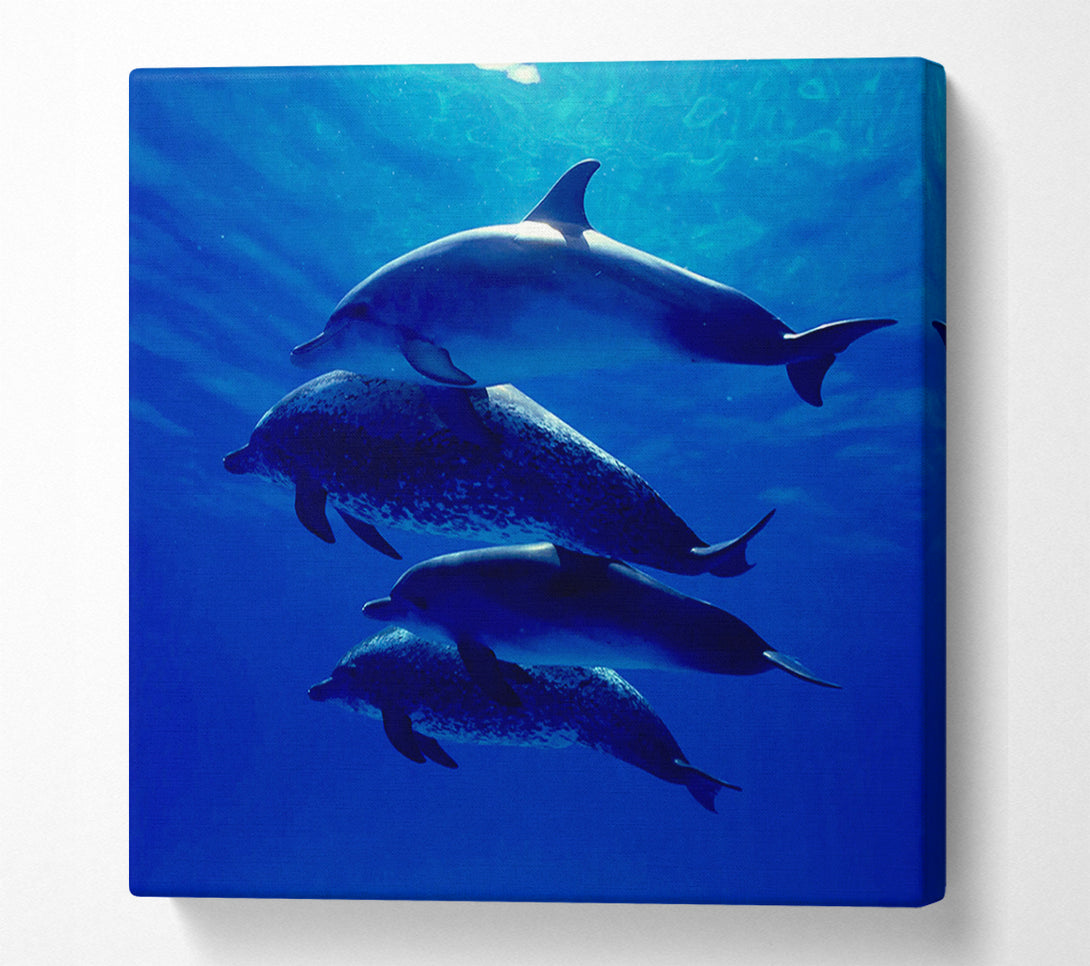  A Canvas Print of Dolphin Family Canvas Art