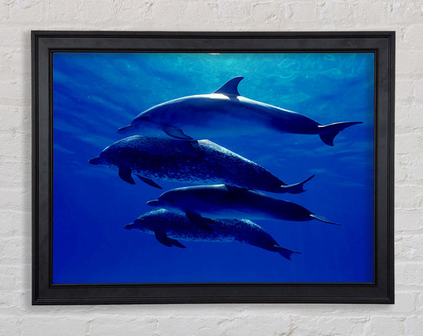 Dolphin Family Framed Print