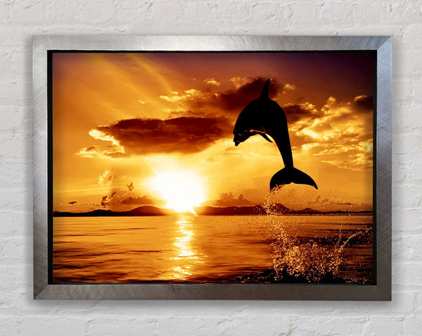 Dolphin Sunset Framed Print