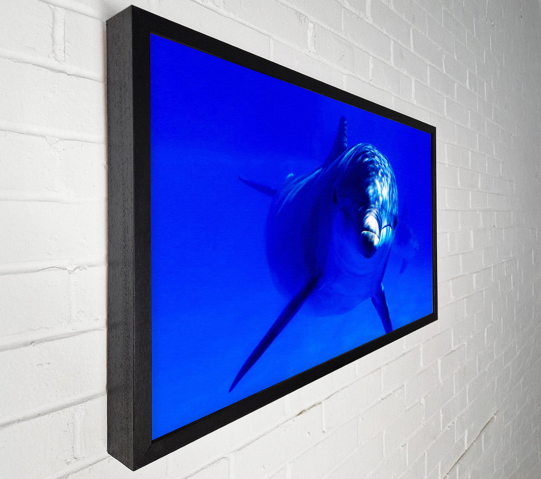  A Canvas Print of Dolphins Curiosity Canvas Wall Art