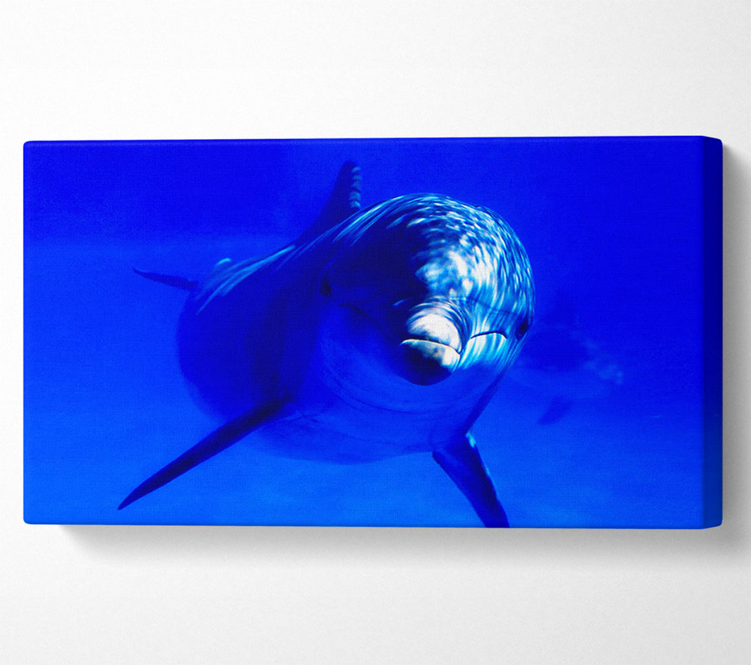  A Canvas Print of Dolphins Curiosity Canvas Wall Art
