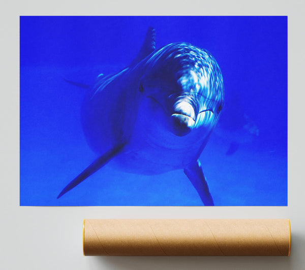 Dolphins Curiosity Print