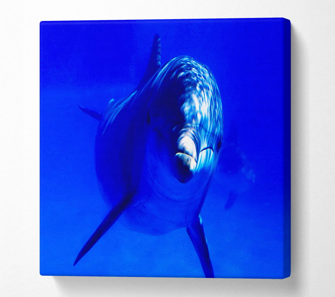 A Canvas Print of Dolphins Curiosity Canvas Wall Art