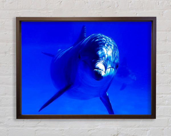 Dolphins Curiosity Framed Print