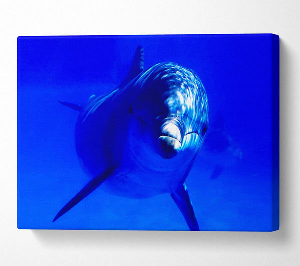  A Canvas Print of Dolphins Curiosity Canvas Wall Art