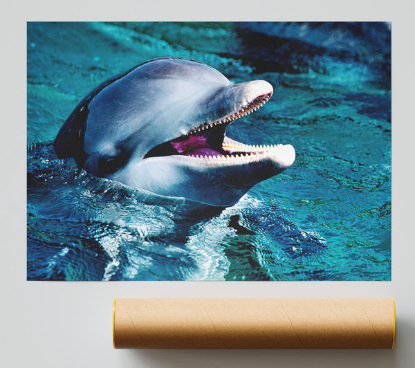 Dolphins Call Poster