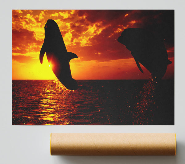 Dolphins Sunglow Print