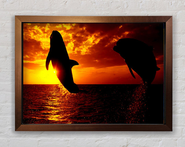 Dolphins Sunglow Framed Print