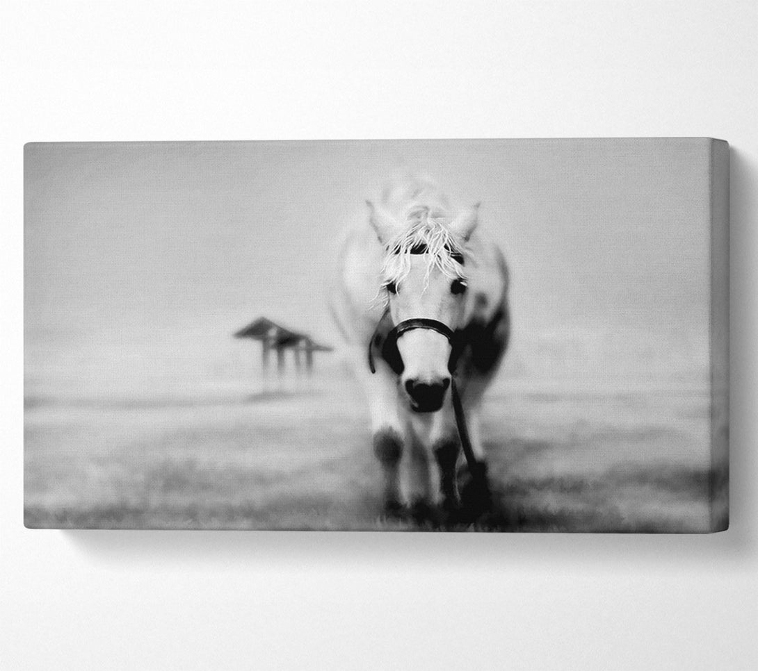  A Canvas Print of Donkey Curiosity Canvas Art