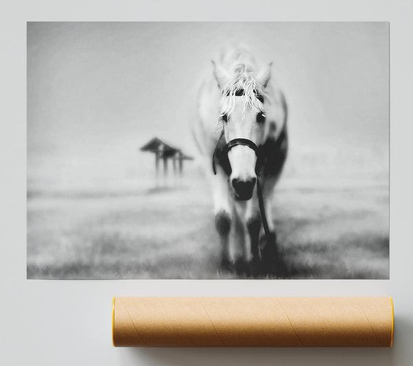 Donkey Curiosity Print