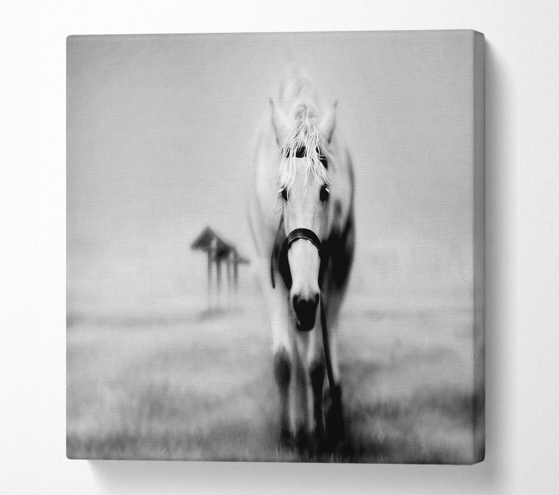  A Canvas Print of Donkey Curiosity Canvas Art