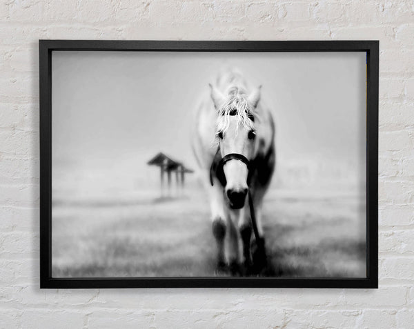 Donkey Curiosity Framed Print