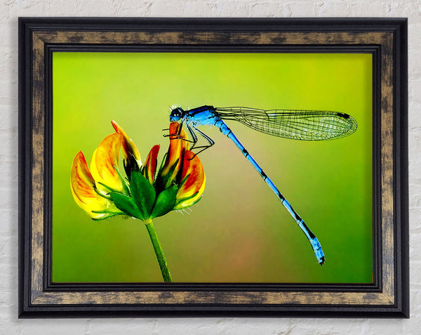 Dragonfly Beauty Framed Print