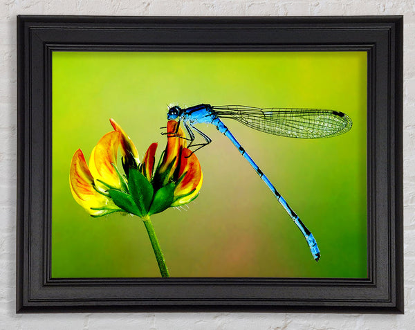 Dragonfly Beauty Framed Print