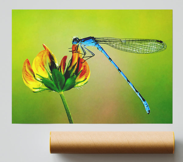 Dragonfly Beauty Poster