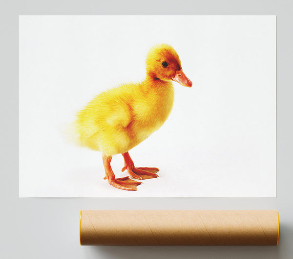 Duckling Poster