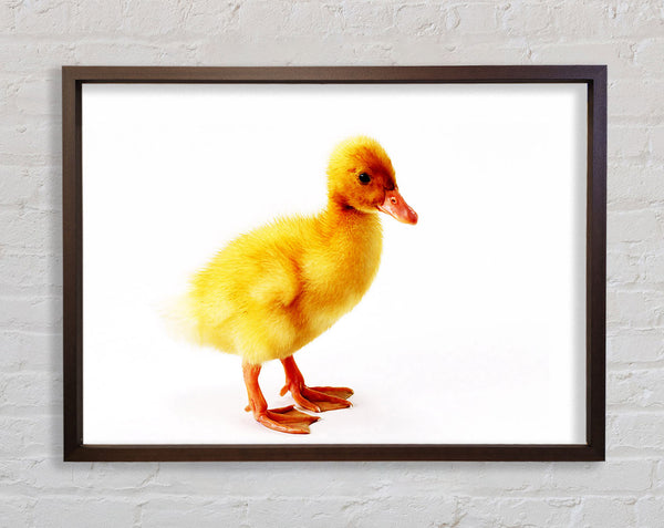 Duckling Framed Print