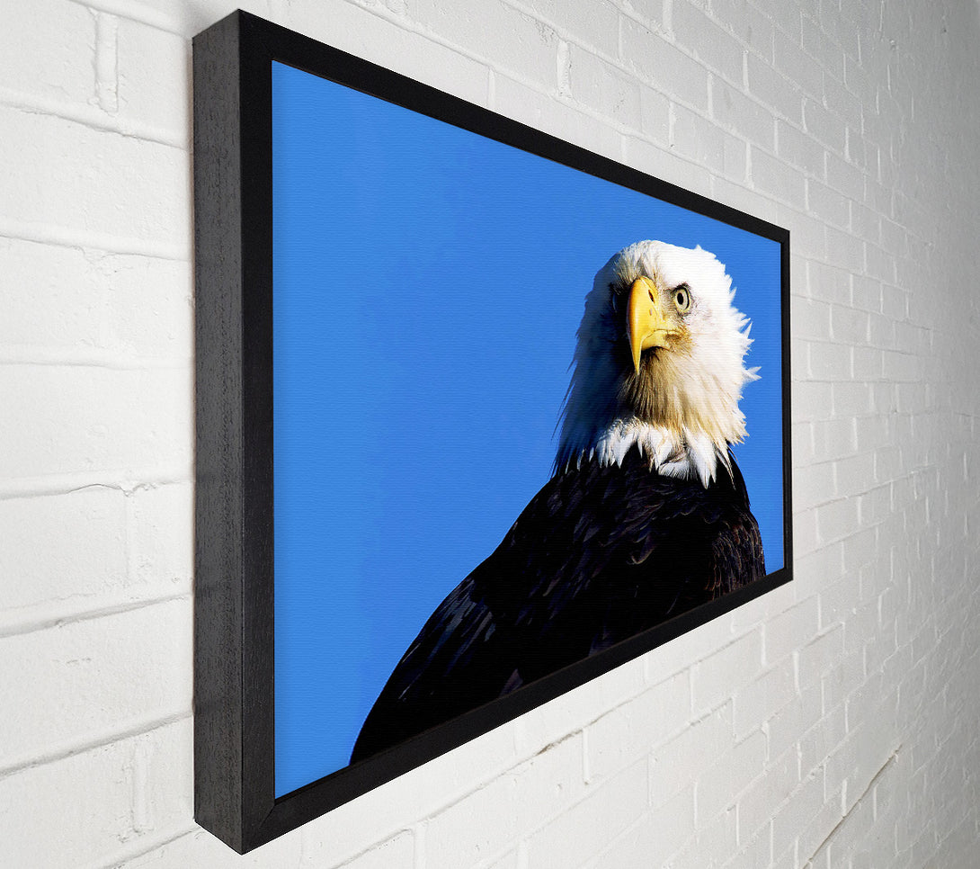  A Canvas Print of Eagle Stare Canvas Print