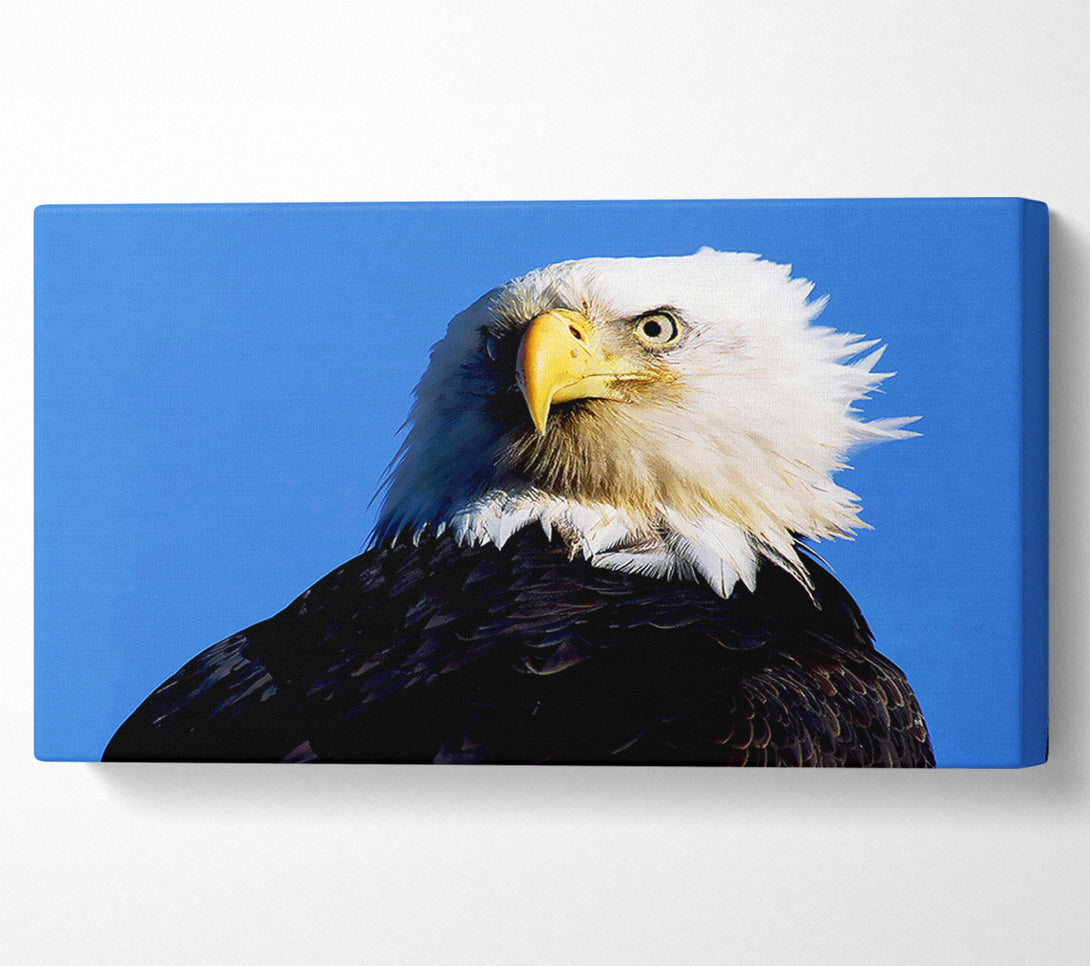  A Canvas Print of Eagle Stare Canvas Print
