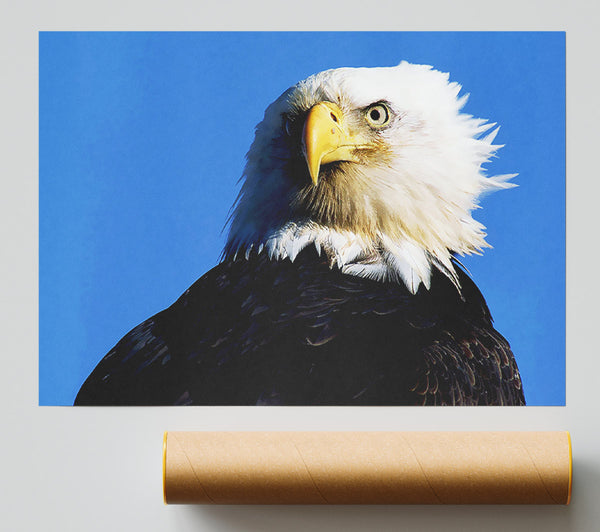 Eagle Stare Giclee Print
