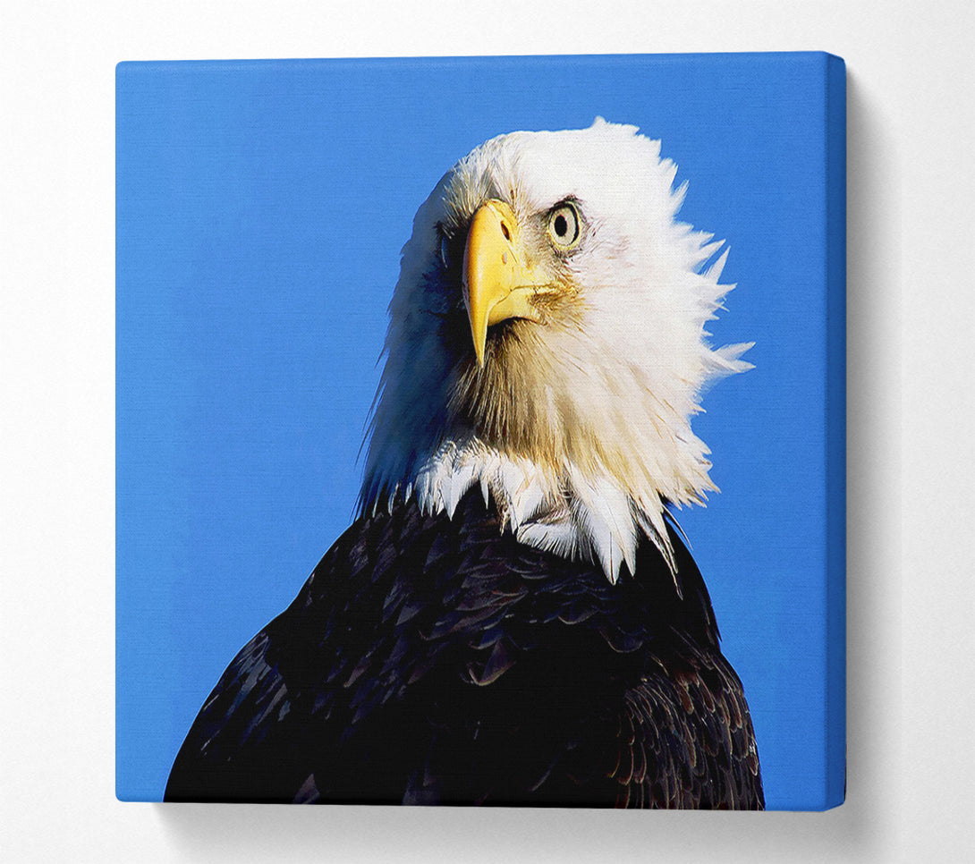  A Canvas Print of Eagle Stare Canvas Print