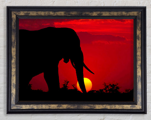 Elephant At Sundown Framed Print
