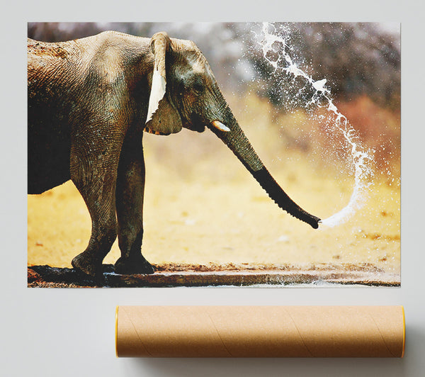 Elephant Bath Poster