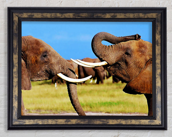 Elephant Chat Framed Print