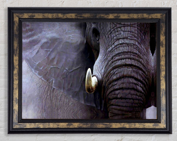 Elephant Stare Framed Print