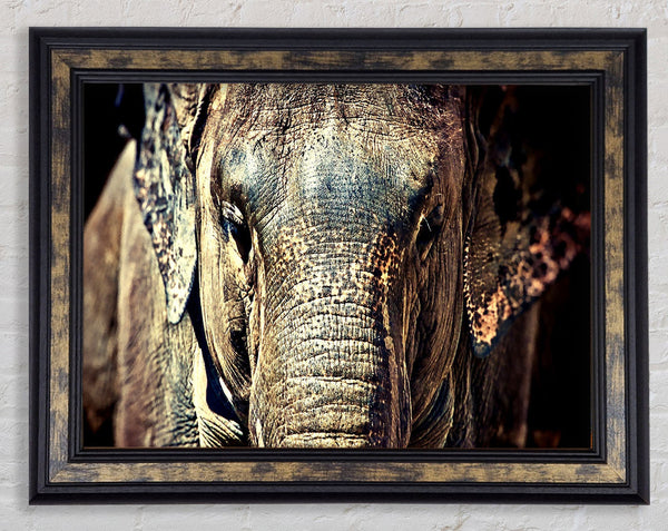 Elephant Trunk Framed Print