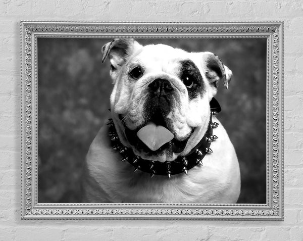 English Bulldog Framed Print