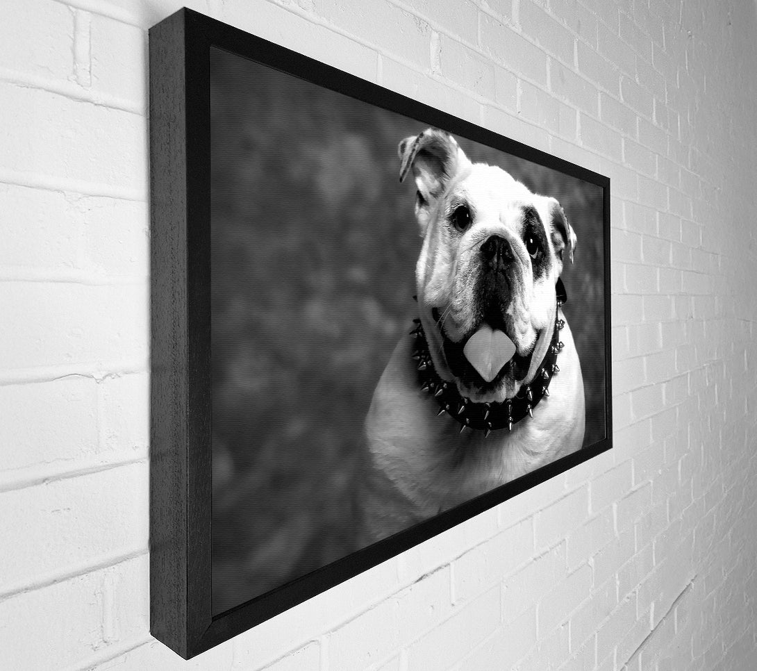 A Canvas Print of English Bulldog Canvas Art