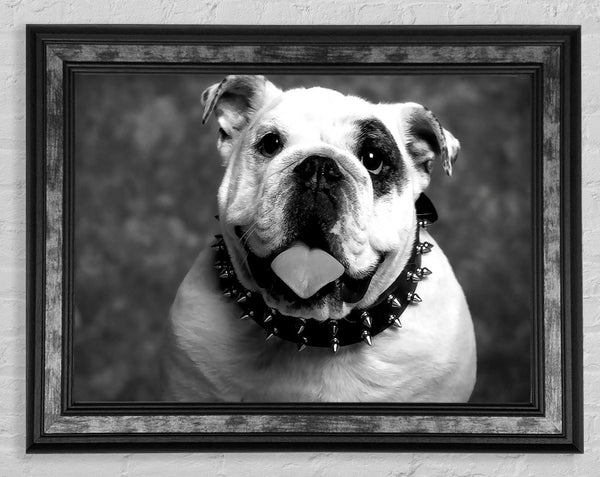 English Bulldog Framed Print
