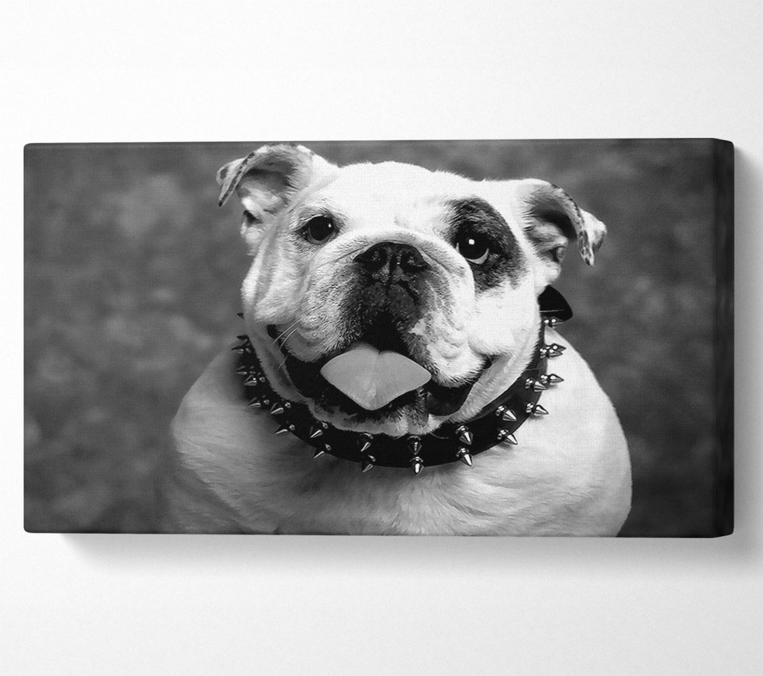  A Canvas Print of English Bulldog Canvas Art