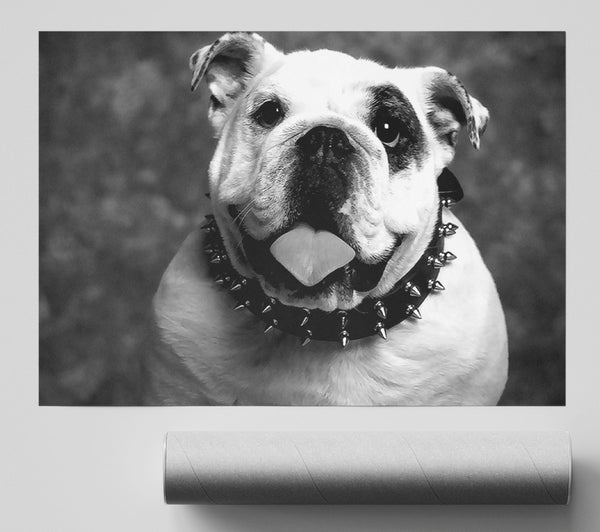English Bulldog Poster