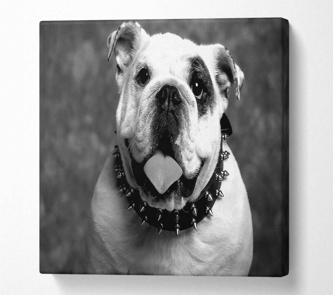 A Canvas Print of English Bulldog Canvas Art