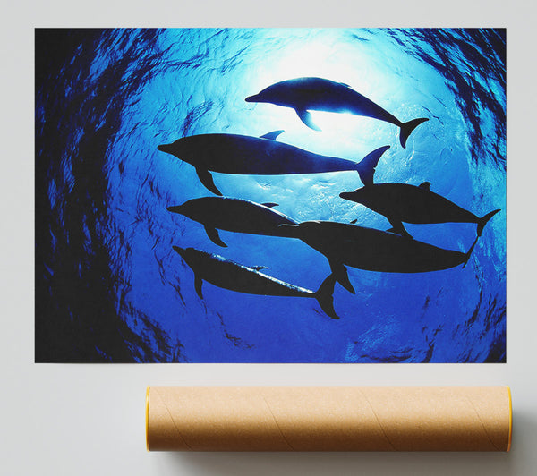 Family Of Dolphins Print