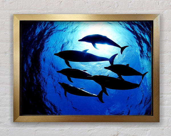 Family Of Dolphins Framed Print