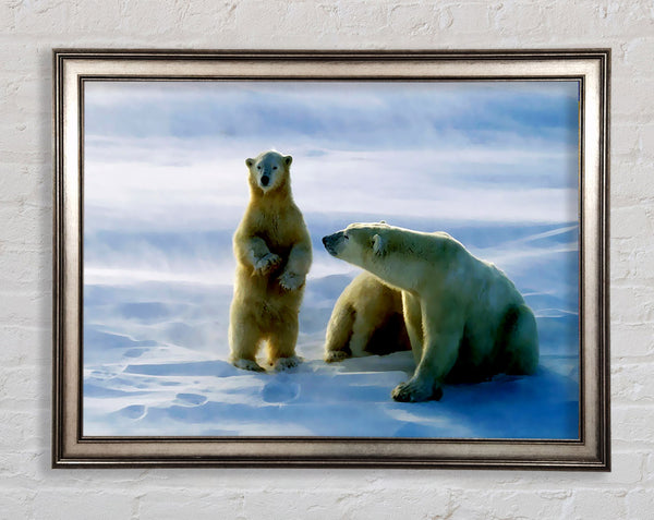 Family Of Polar Bears Framed Print