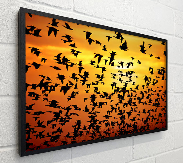 Flight Of The Golden Birds