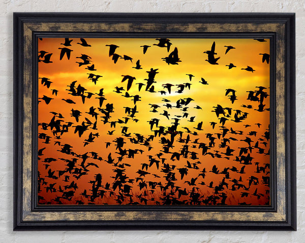 Flight Of The Golden Birds Framed Print
