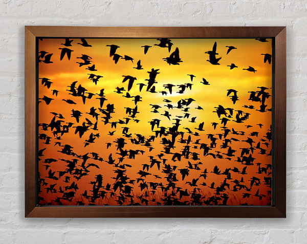 Flight Of The Golden Birds Framed Print