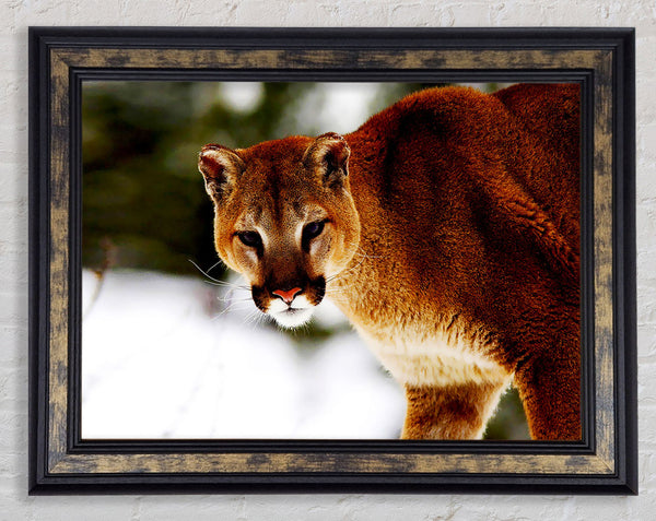 Florida Panther In The Snow Framed Print