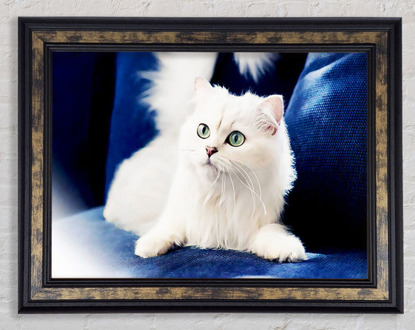 Fluffy White Kitten Framed Print