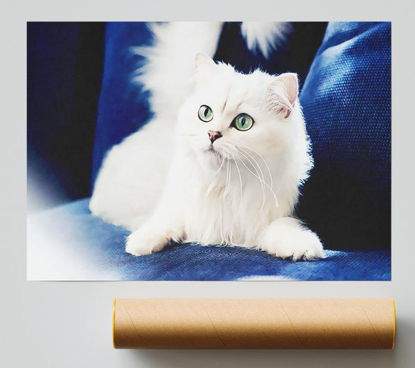 Fluffy White Kitten Print