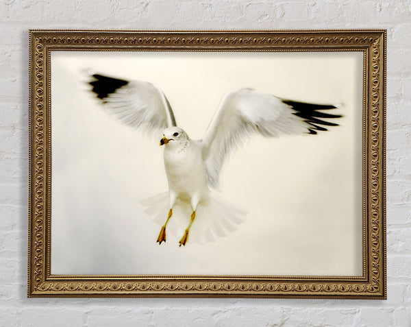 Flying Seagull Framed Print