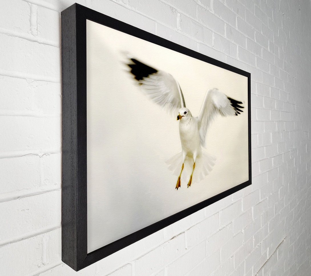  A Canvas Print of Flying Seagull Canvas Art