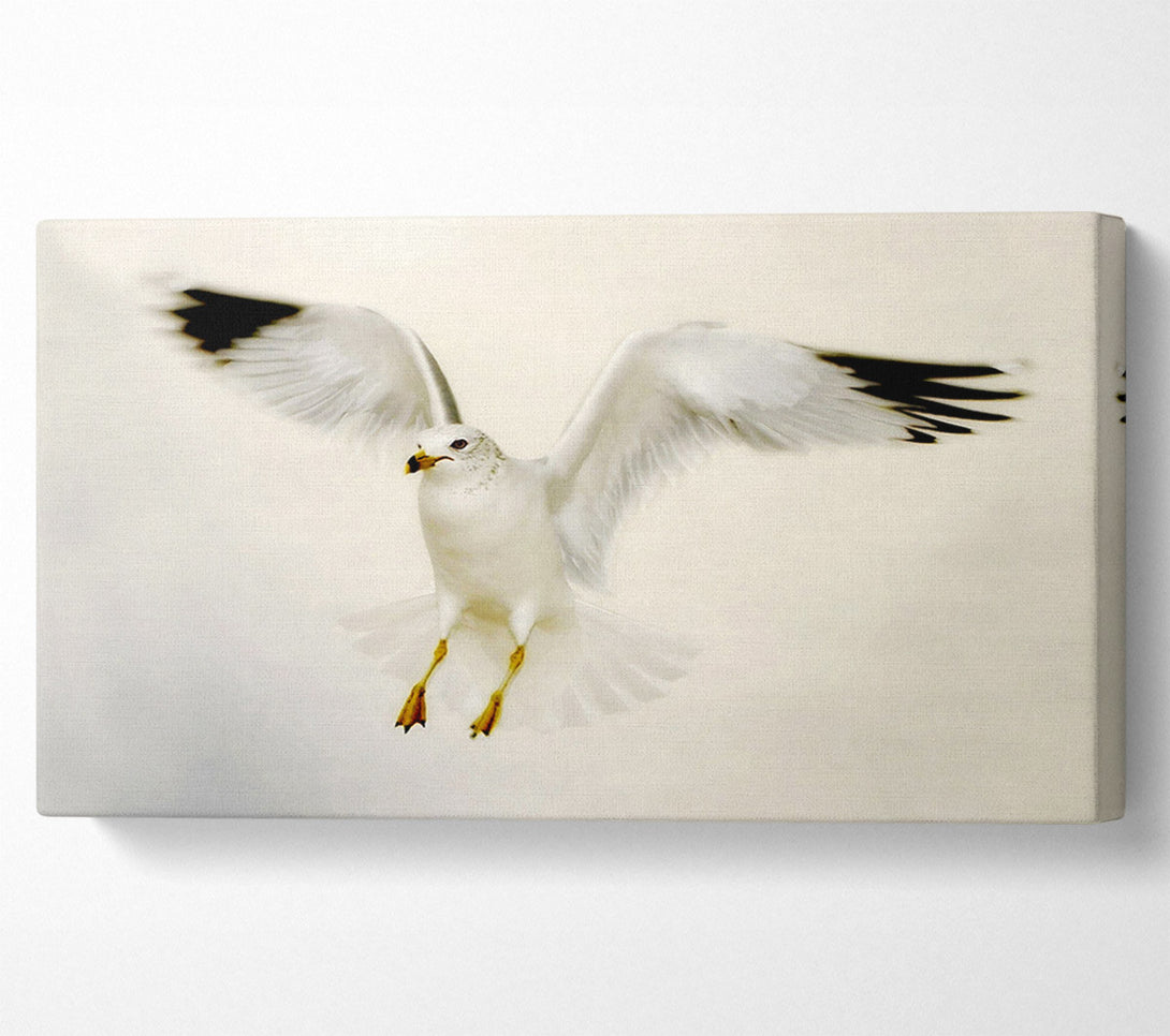  A Canvas Print of Flying Seagull Canvas Art